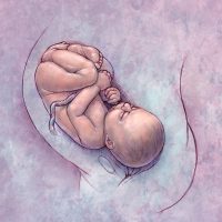 Дианетика – КН II/ГЛ VII пренатальный опыт и роды Дианетика – КН II/ГЛ VII пренатальный опыт и роды